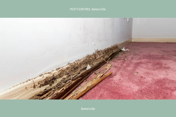 PEST CONTROL Somerville